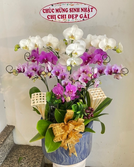 1001 Hoa mừng sinh nhật đẹp nhất  Giao hoa tận nơi siêu tốc  HOA LAN PHÚ  QUÝ  Chậu Hoa Lan Hồ Điệp Đẹp
